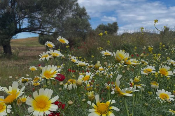 Dağlama, Bodrum papatyası
Chrysanthemum coronarium
Diğer isimler: Sarı papatya…