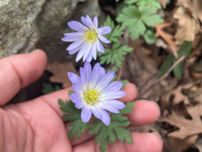 Dağ lalesi
Diğer adları: Şakayık-ı numan, dağ gelinciği, kır lalesi
Anemone bl…