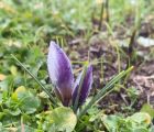 İki güzel çiğdem

1 Crocus biflorus / 2-3 Crocus pallasi subsp pallasi

Yer: 1. …