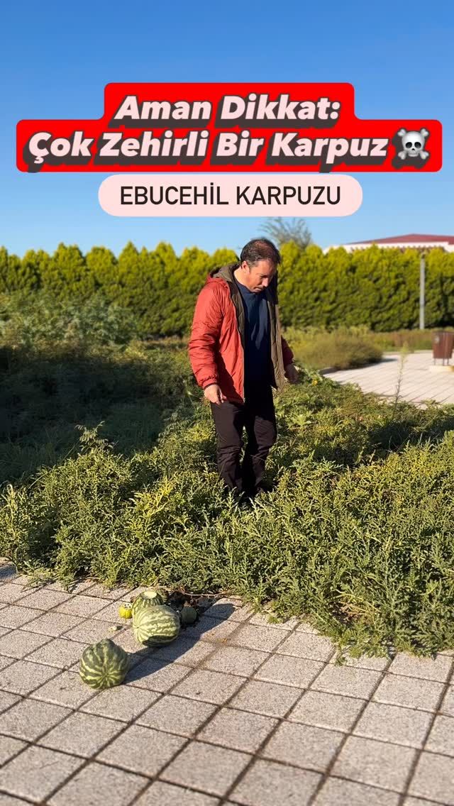Ebucehilkarpuzu (Citrullus colocynthis)
Diğer İsimler: Acı karpuz, Yaban karpuzu…