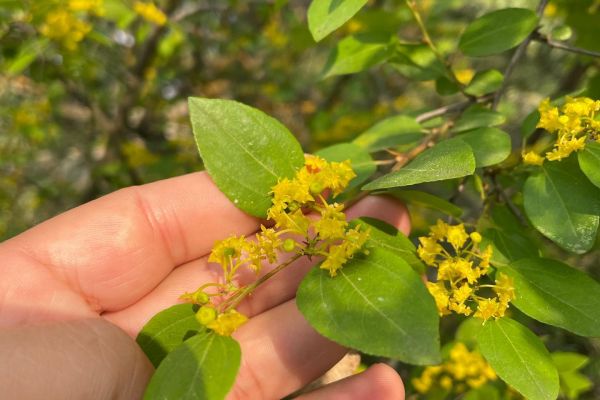Karaçalı
Paliurus spina-christii Mill.
Diğer isimleri: Çaltı dikeni, çeşmezen, i…