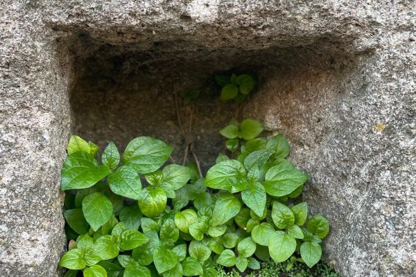 Duvarfesleğeni
Diğer isimleri: Yapışkanot, sırçaotu, çorakotu, bereotu
Parietar…