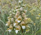 Kazdağı Yüksükotu
Digitalis trojana Ivan.

Scrophulariaceae

Tarih – yer: Hazira…