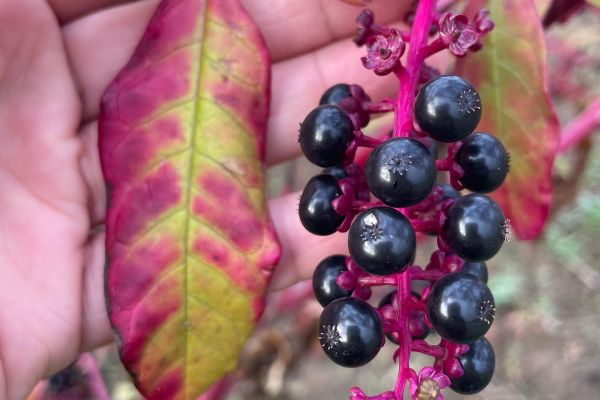 Şekerciboyası
Diğer adları: Şerbet boyası, acımur
Phytolacca amaricana L.
Phy…