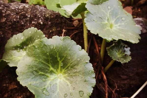 Göbekotu
Umbilicus sp.
Crossulaceae
Drog: Umbilici folia – Göbekotu yaprağı
…