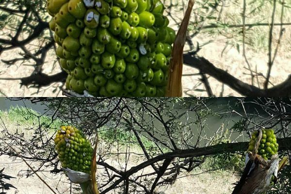 Arum sp.
Yılanyastığı
Diğer Adları :
Yılan ekmeği, buzağıotu, nivik (1, 6)
Y…