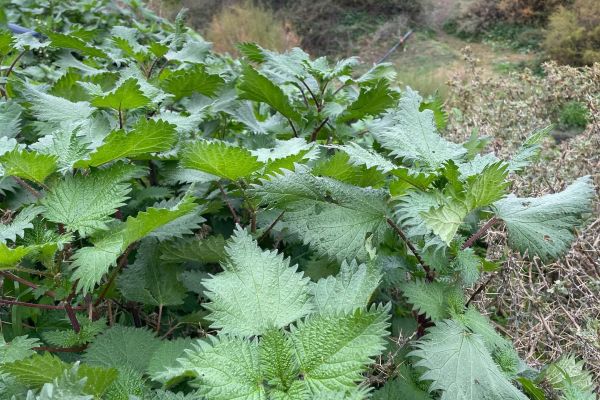 Kara ısırgan
Urtica pilulifera L.
Urticaceae
Drog: Isırgan tohumu – Urticae p…