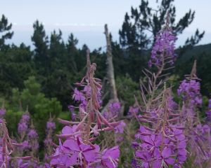 Dar yapraklı yakıotu
Epilobium angustifolia L.
Onagraceae
Drog: Herba – Epilob…