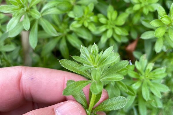 Yoğurtotu
Diğer adları: Dilkanatan, çobansüzgeci
Galium aparine L.
Drog: Herb…