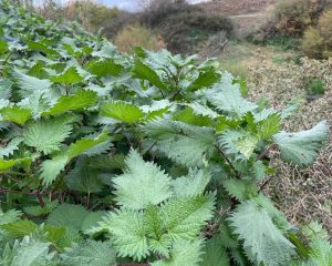 Kara ısırgan

Urtica pilulifera L. 
Urticaceae

Drog: Isırgan tohumu – Urticae p…